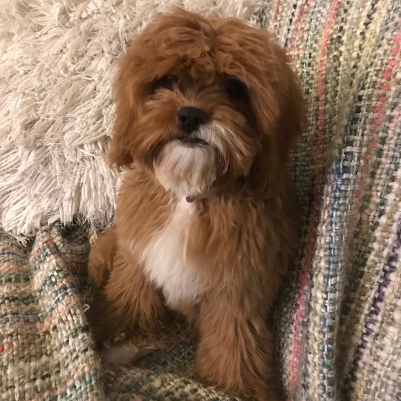 Meet your Posher, Jamie - Picture 1 of 1